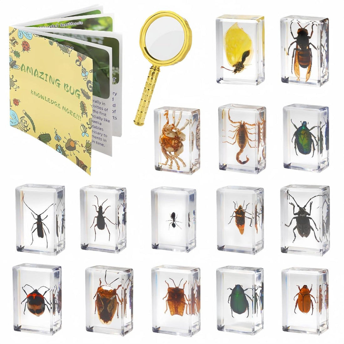 Explore the World of Bugs: Discover 15 Unique Insect Specimens!