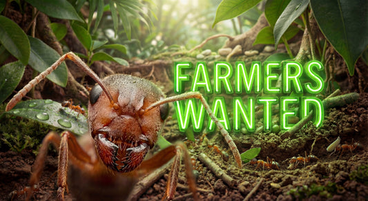 Close-up of an ant on the forest floor with neon green text reading "FARMERS WANTED".
