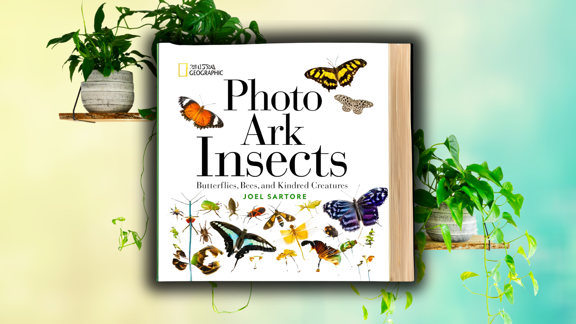 Photo Ark Insects Book: Stunning Bug Portraits to Explore – Bug Zoo Inc