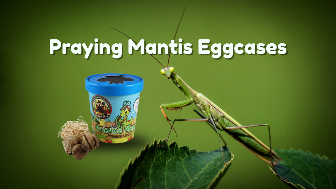 Classroom activities