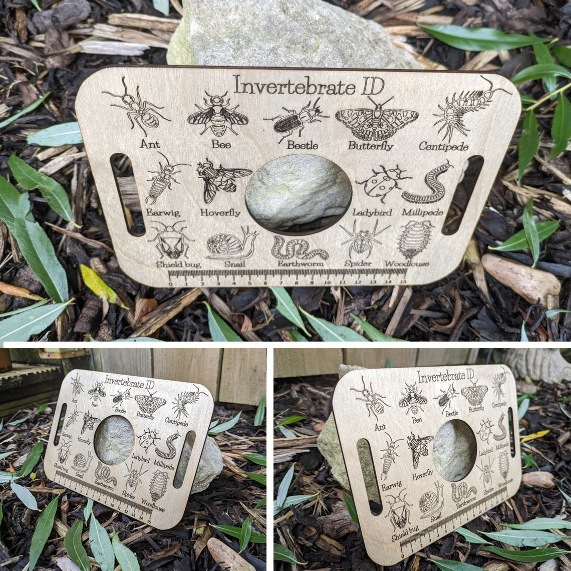 Ruler of the Insect Kingdom: Bug Encyclopedia ID Tool🐜🐛 - Bug Zoo Store